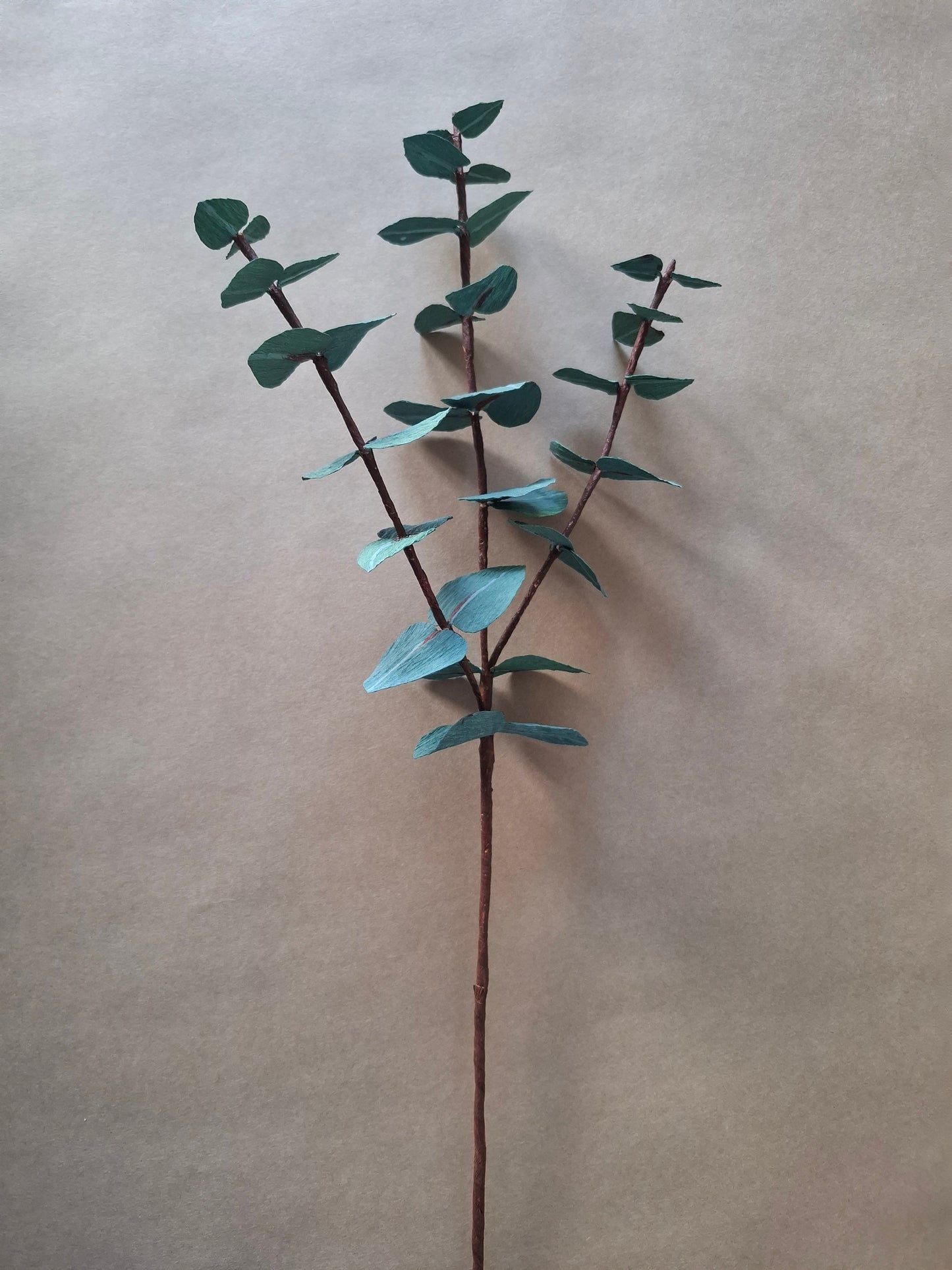 Single Seeded Eucalyptus Branch