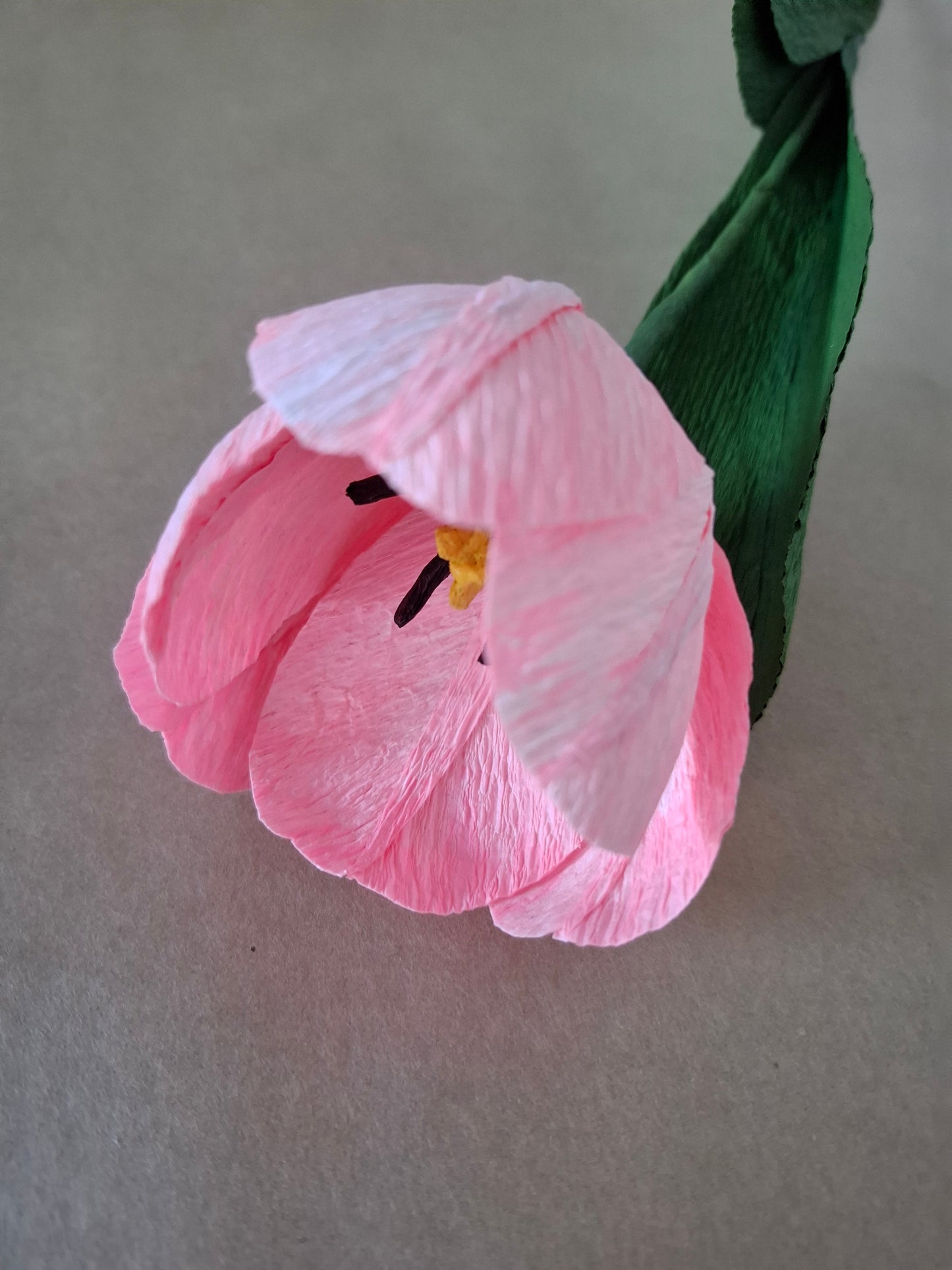 Single Colourful Tulip