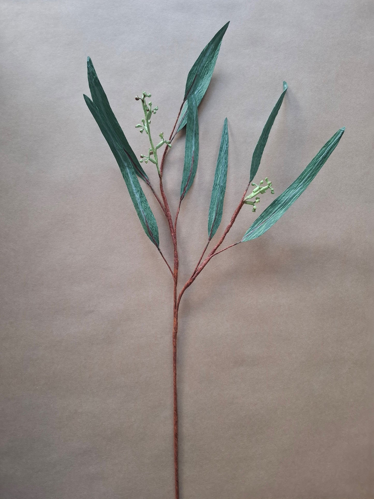 Single Seeded Eucalyptus Branch
