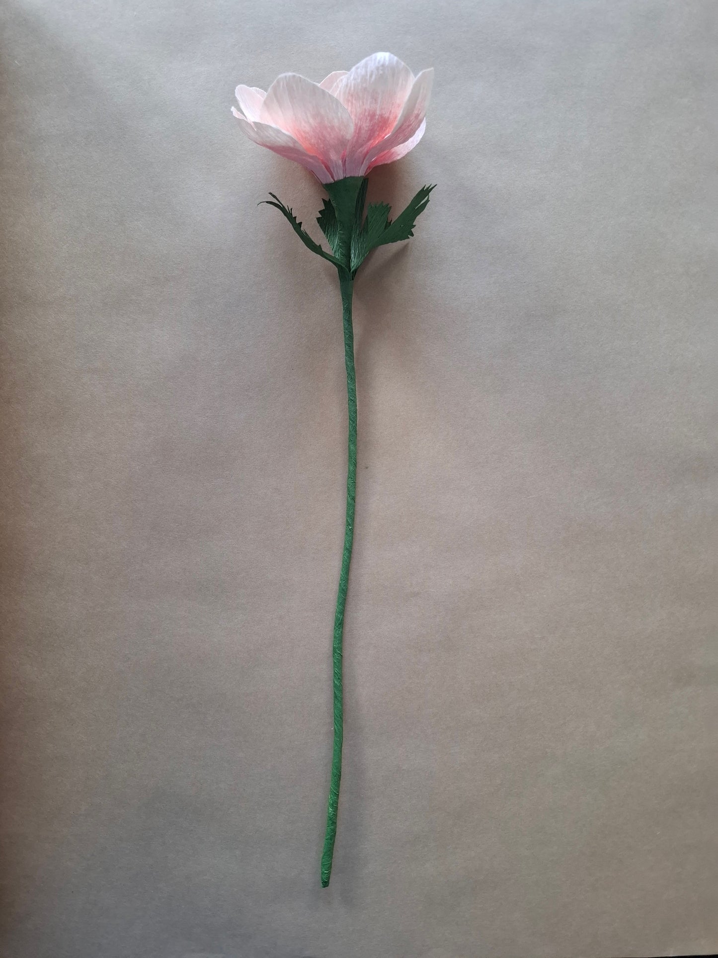 Single Pastel Anemone