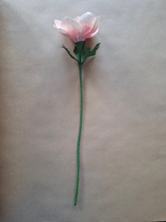 Single Pastel Anemone