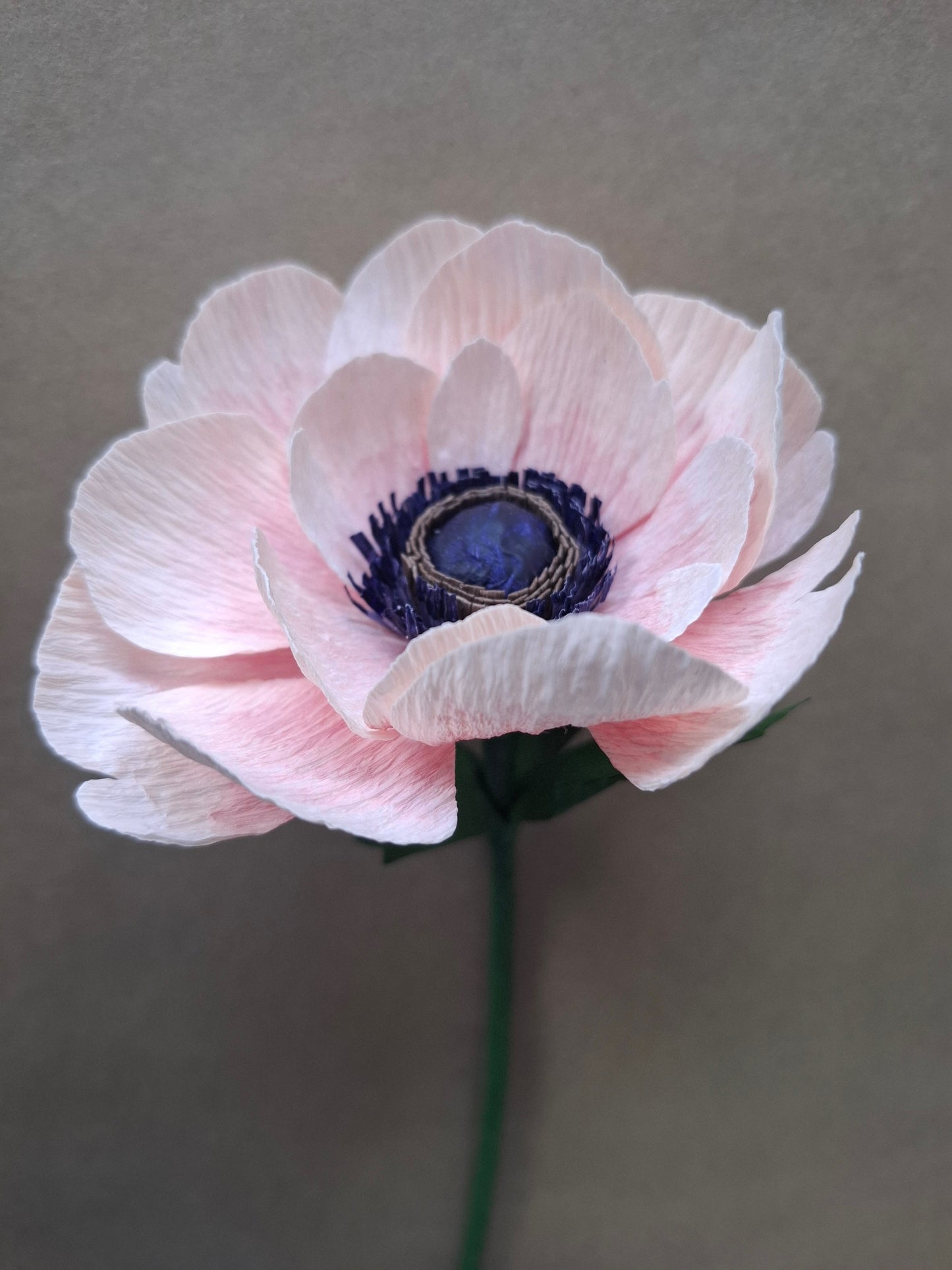 Single Pastel Anemone