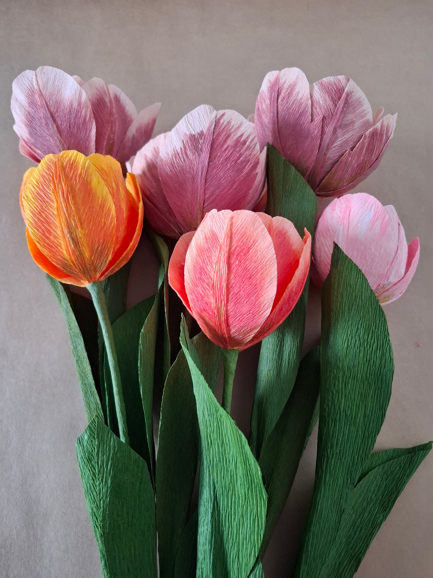 Single Colourful Tulip