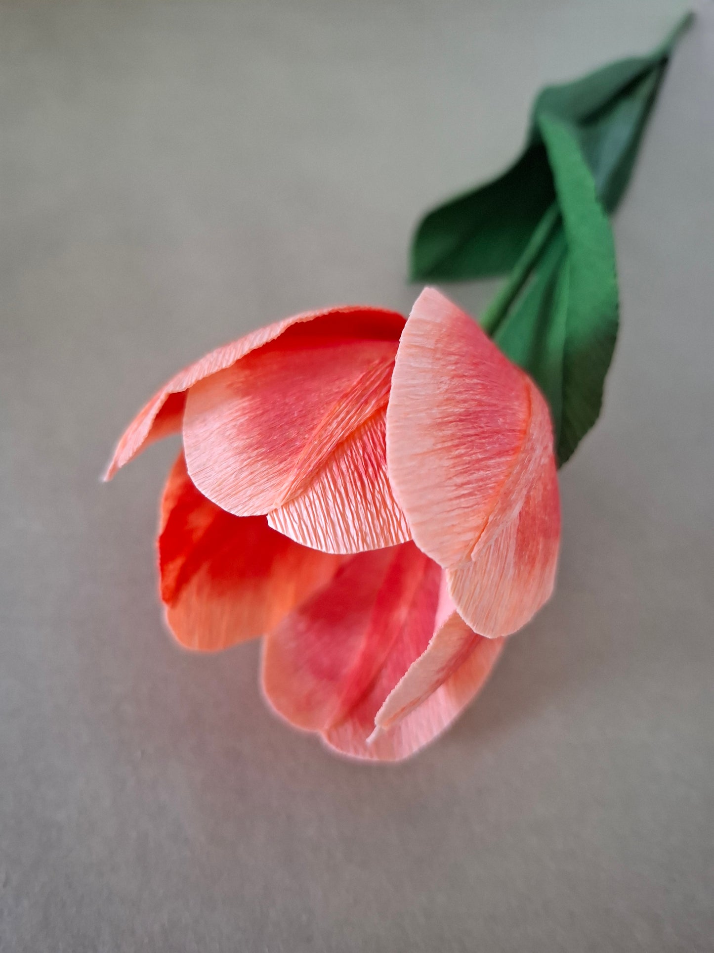 Single Colourful Tulip
