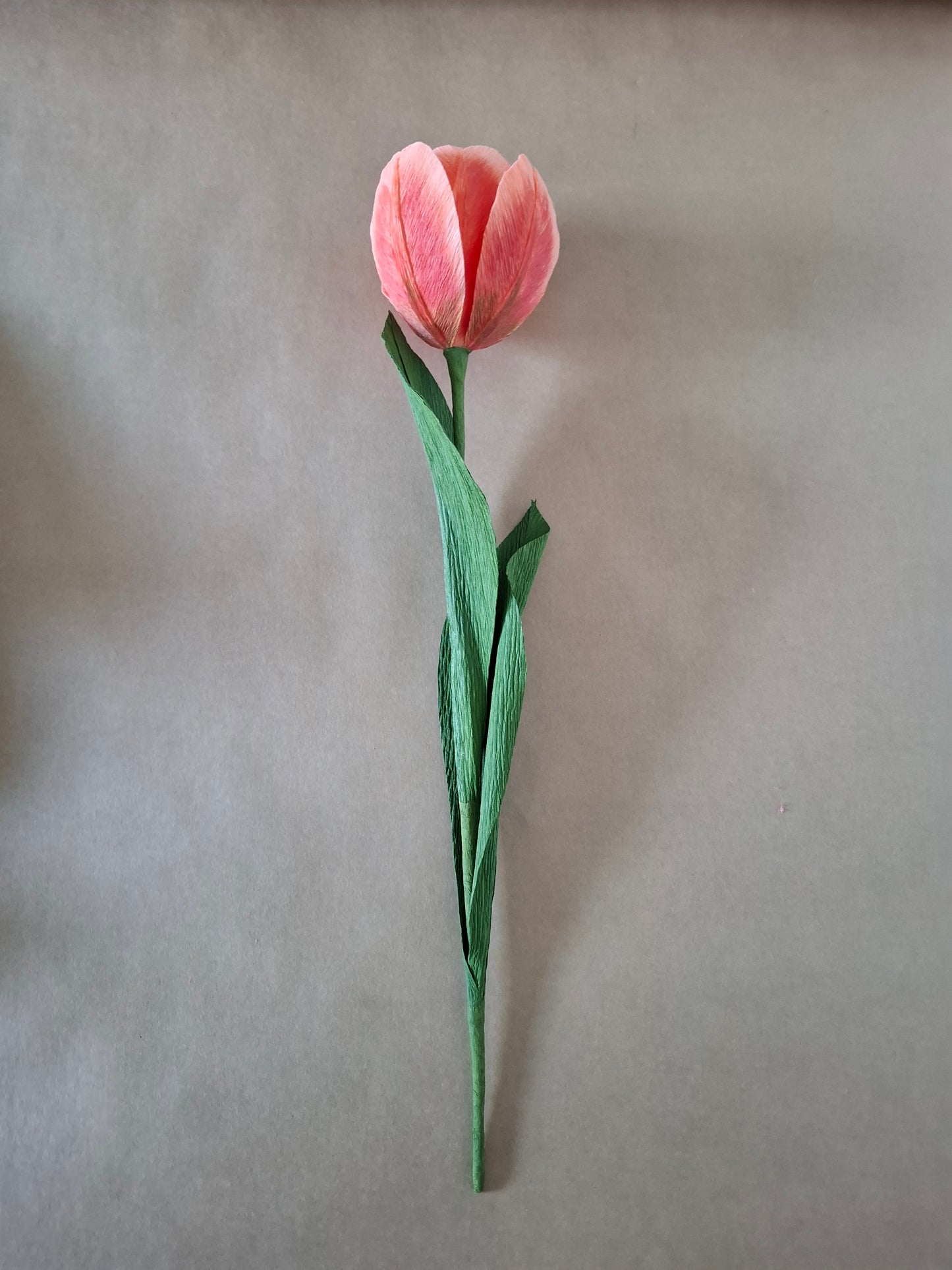 Single Colourful Tulip