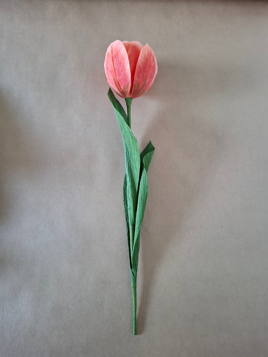 Single Colourful Tulip