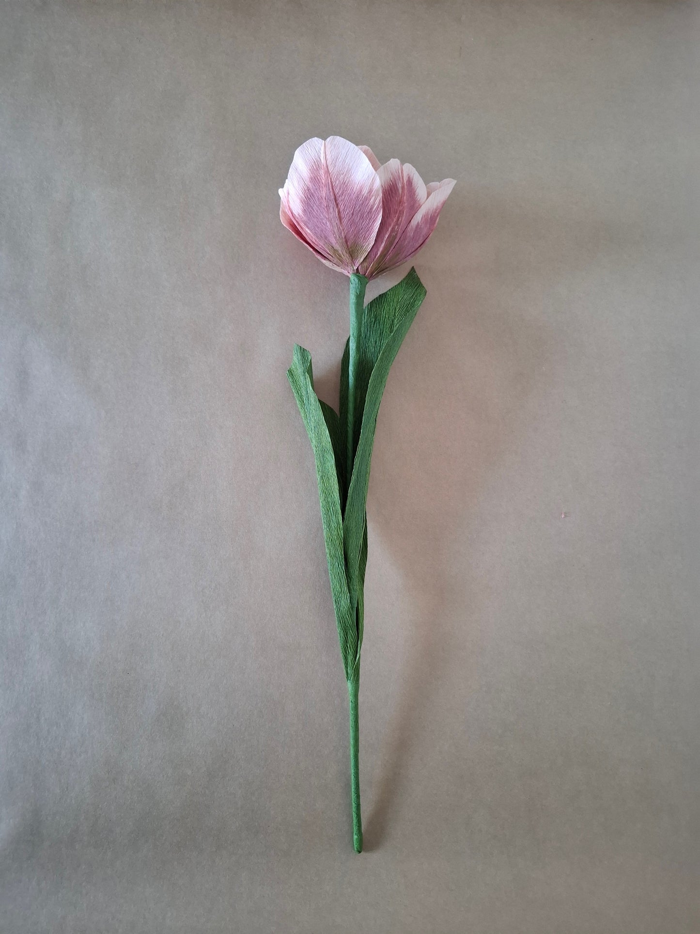 Single Dusky Tulip
