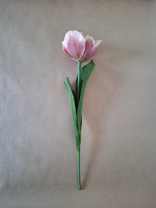 Single Dusky Tulip