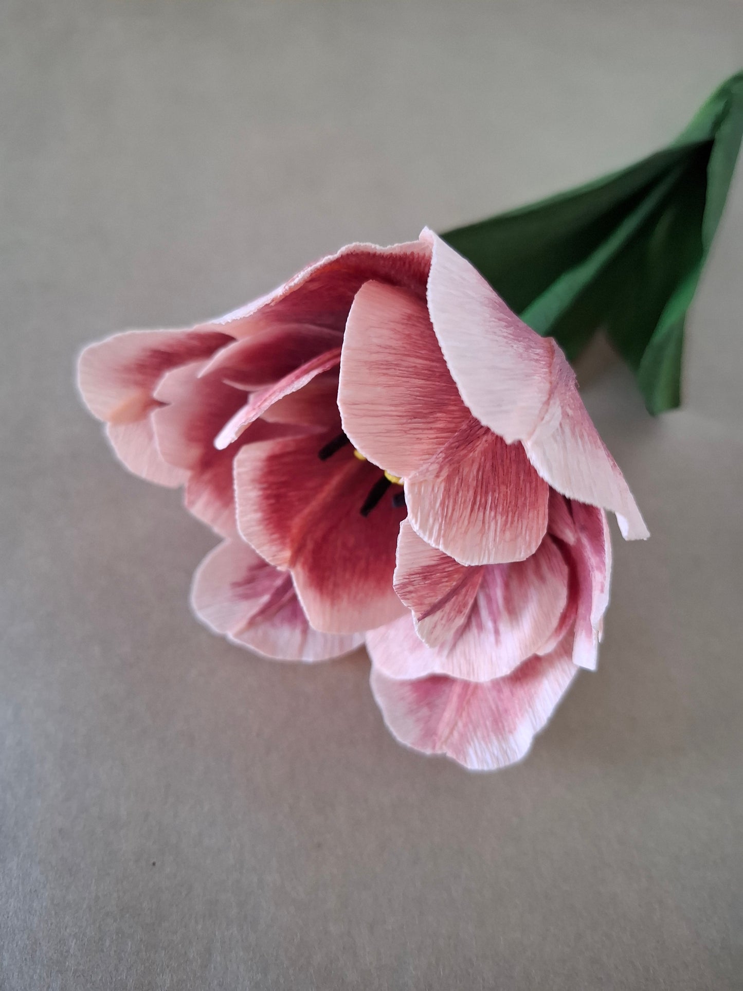 Single Dusky Tulip