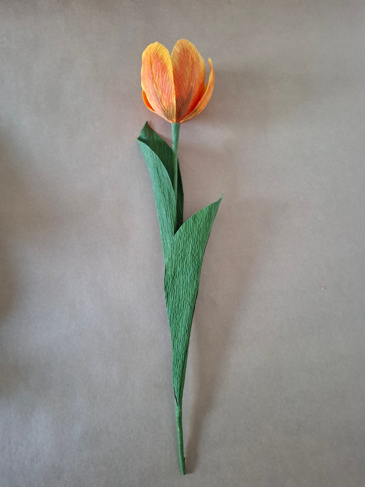 Single Colourful Tulip