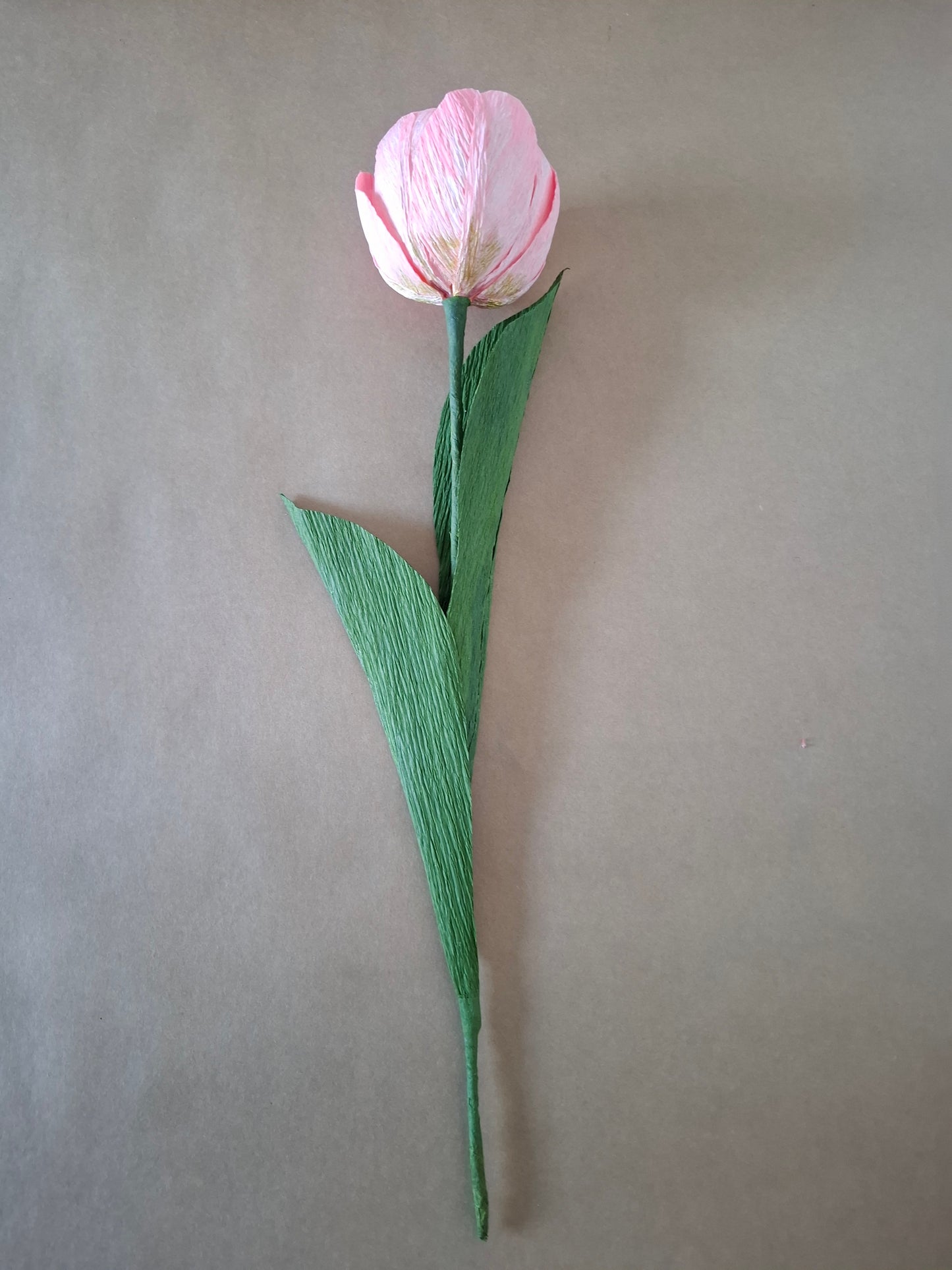 Single Colourful Tulip