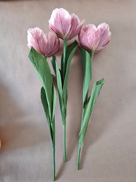 Dusky Tulip Trio