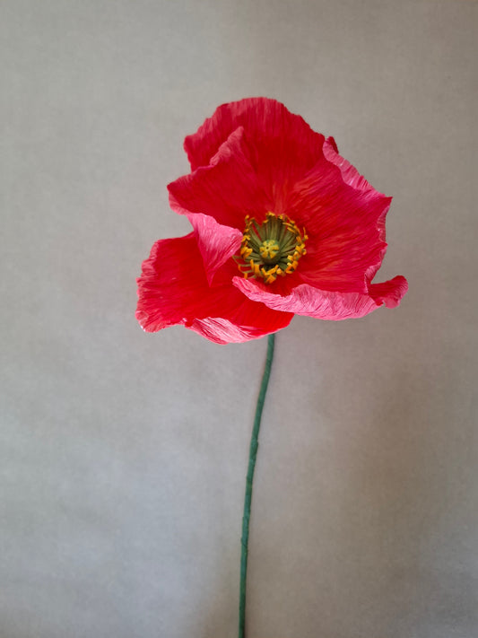 Single Poppy