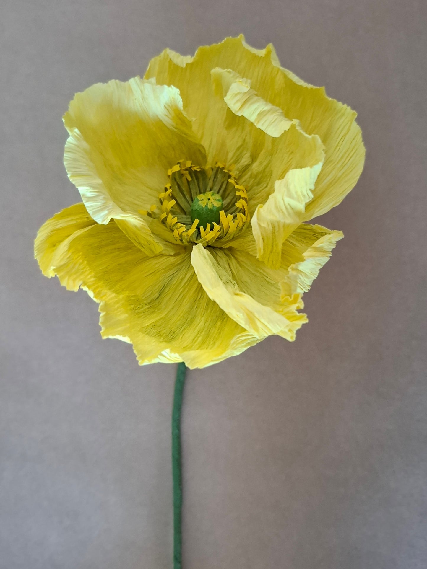 Single Poppy